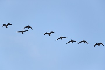 Flock of geese flying in group