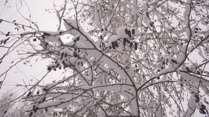 winter birch with catkins in snow. winter christmas park. Snow falls on leafless tree branches in slow motion. beautiful winter landscape. snow lies on tree branches.