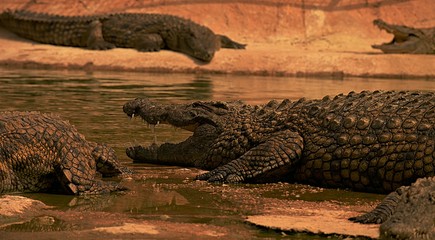 Krokodyl wygrzewający się w promieniach słonecznych  © kuba