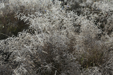 Fluffy grass covered with hoarfrost in the early cold morning glistens under the rays of the bright sun.