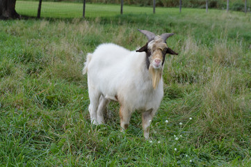 A goat in the pasture