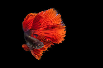 Obraz premium siamese fighting fish