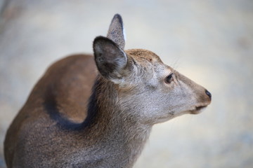 Nara Park in Nara Prefecture, Japan and the scenery of deer living in the park