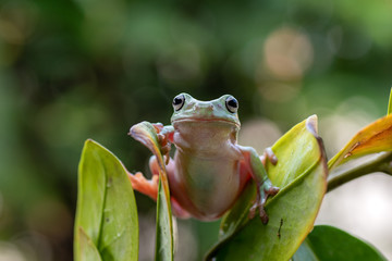 Naklejka premium Green tree frog