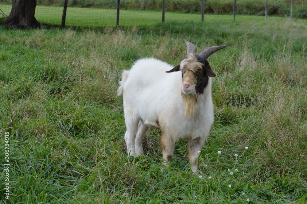 Wall mural A goat in the pasture