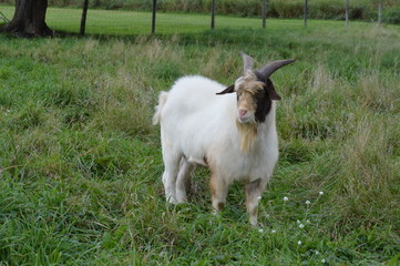 Obraz premium A goat in the pasture