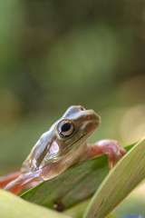 Green tree frog