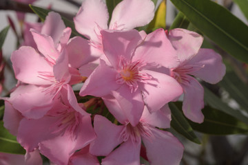 Oleander Blüten  in der Sonne, close up