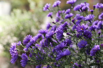 violet chrysanthemum flower beautiful background , autumn  background