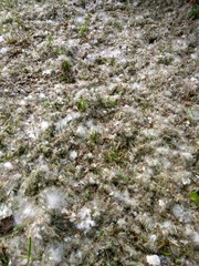 тополиный пух