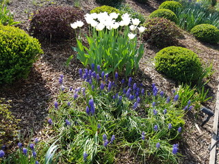 Wiosenna kwiatowa kompozycja  tulipanów i szafirków w nowoczesnym ogrodzie