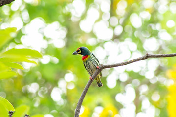 coppersmith barbet, crimson-breasted barbet, coppersmith Megalaima haemacephala