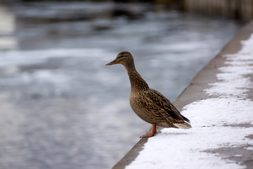 Female mallard duck. Portrait of a duck with reflection in clean water.