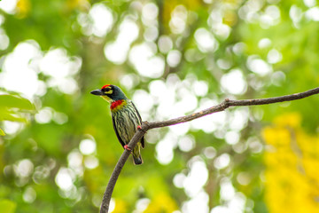 coppersmith barbet, crimson-breasted barbet, coppersmith Megalaima haemacephala