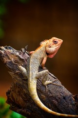 lizard on a rock