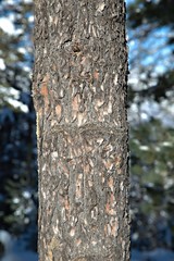 Thick tree trunk close up, winter background