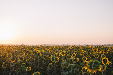field of sunflowers at sunrise