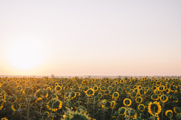 Fototapeta premium field of sunflowers at sunrise