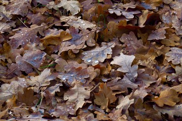 Herbstblätter