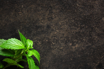 mint, fragrant green petals (food decoration) menu concept. food background. copy space. Top view