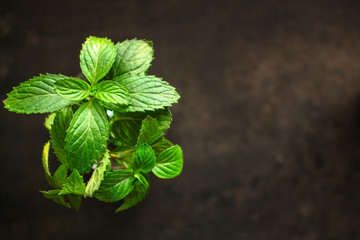 mint, fragrant green petals (food decoration) menu concept. food background. copy space. Top view