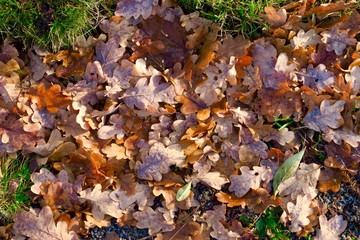 Herbstblätter