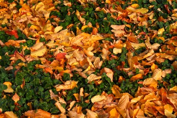 Herbstblätter