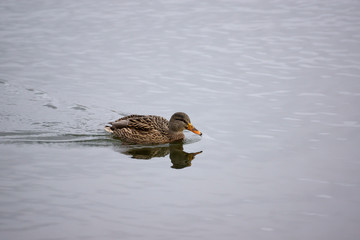 Female mallard duck. Portrait of a duck with reflection in clean water.