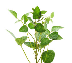 Soybean stem with leaves and pods. © voren1