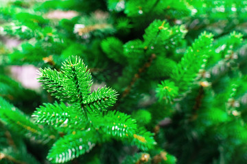 Green spruce branches in winter forest, part of the Christmas tree close-up, background for greeting forms and cards with copy space.