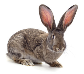 One brown rabbit.