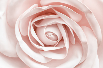 A bud of a gentle light pink rose close-up in soft pastel colors. Romantic floral background, delicate and delightful flower head for design cards for weddings, love.
