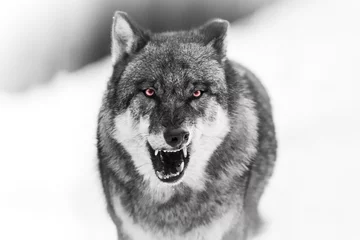 Fotobehang Wolf  Scary dark gray wolf (Canis lupus)  © szczepank