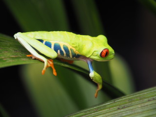 green frog on leaf