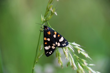 Fototapeta premium butterfly