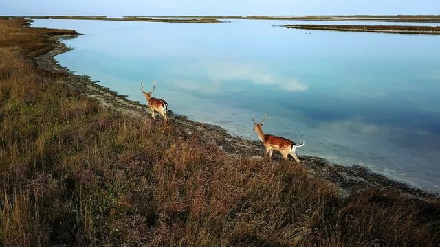 aerial view of family of deers on the lake, herd of deers on a sandbank aerial, flight over Family of Deers on the island, aerial view of deers on the Dzharylgach island