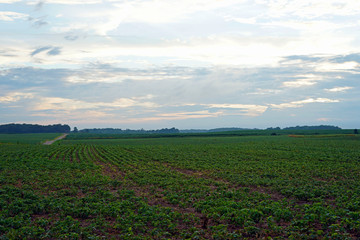 Indiana Farm Fields planted with Soy Beans on a beautiful summer day