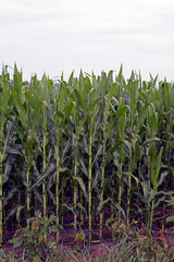 6 foot tall Corn stalks reaching for the sun in an Indiana farm field