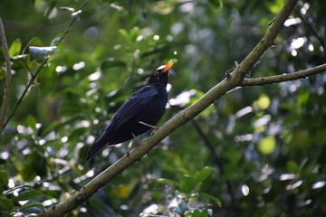 bird on a branch