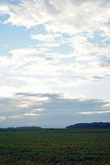 Indiana Farm Fields planted with Soy Beans on a beautiful summer day