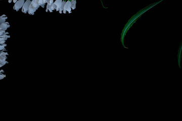 Flowers on the black background