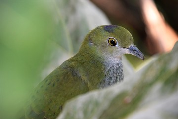 bird