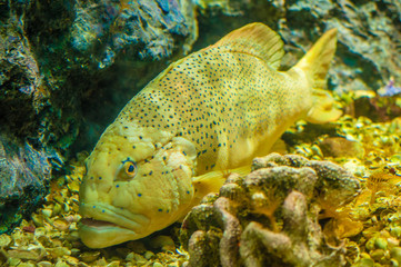 Fish Aquarium Museum in Chanthaburi