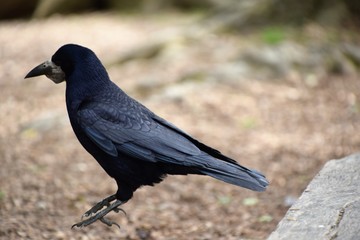 crow on the fence