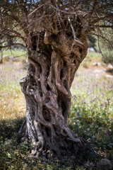 old olive tree in a field