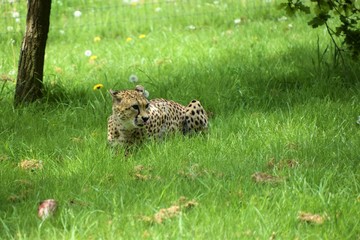 cheetah in grass