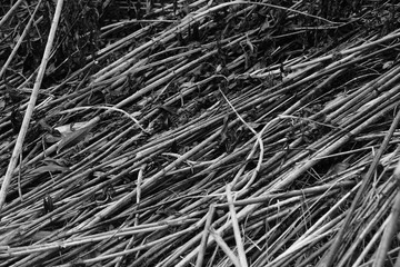 Nature winter scenic view