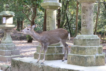 Nara Park in Nara Prefecture, Japan and the scenery of deer living in the park