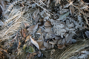 frost on the list