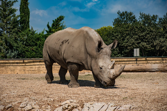Rhino dans un eoo dans le sud de la france